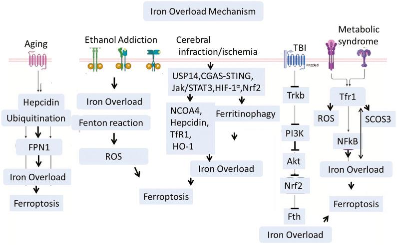 https://cdn.ncbi.nlm.nih.gov/pmc/blobs/fb70/12423103/724898b176c3/fphys-16-1641323-g004.jpg