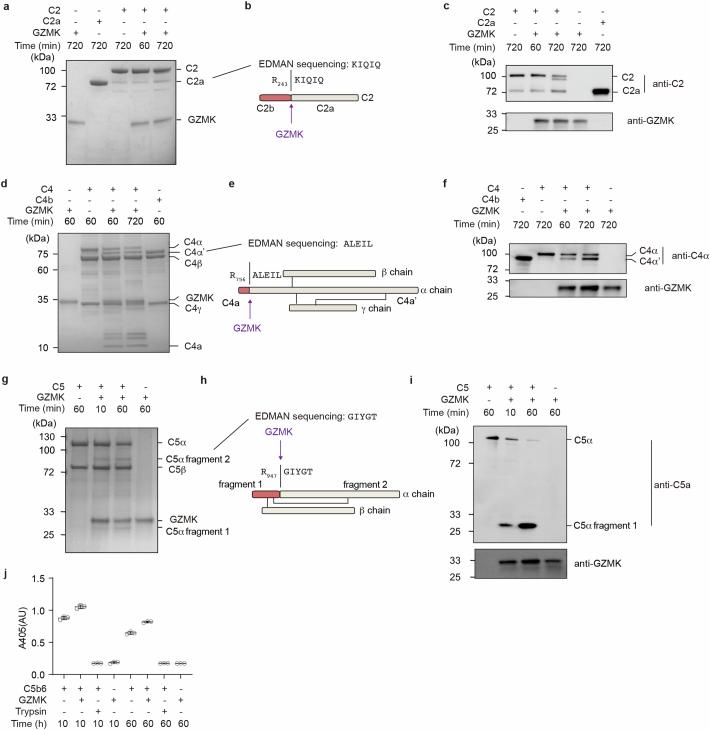 https://cdn.ncbi.nlm.nih.gov/pmc/blobs/fb71/11821540/e0edbb337cf8/41586_2024_8395_Fig10_ESM.jpg