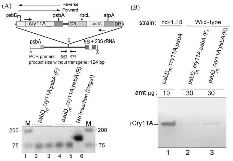 https://cdn.ncbi.nlm.nih.gov/pmc/blobs/fb71/9229432/318ca44da485/microorganisms-10-01087-g001.jpg