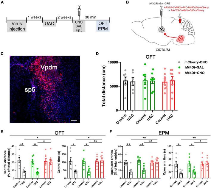 https://cdn.ncbi.nlm.nih.gov/pmc/blobs/fb7a/9807610/3939ad7cdde9/fncel-16-995345-g005.jpg