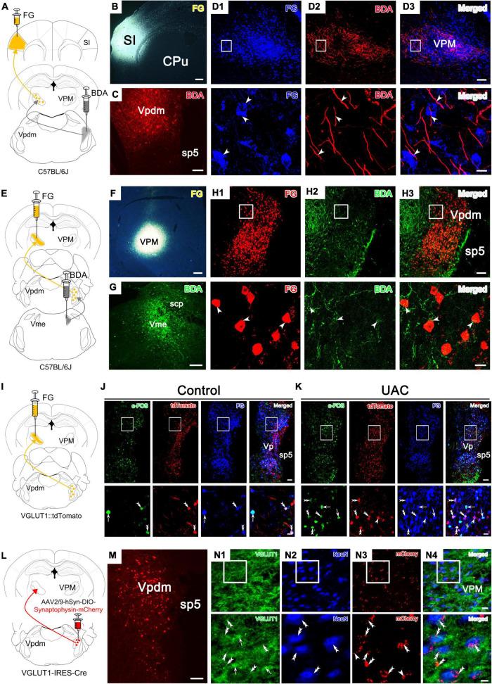 https://cdn.ncbi.nlm.nih.gov/pmc/blobs/fb7a/9807610/8c35feafcc2f/fncel-16-995345-g004.jpg