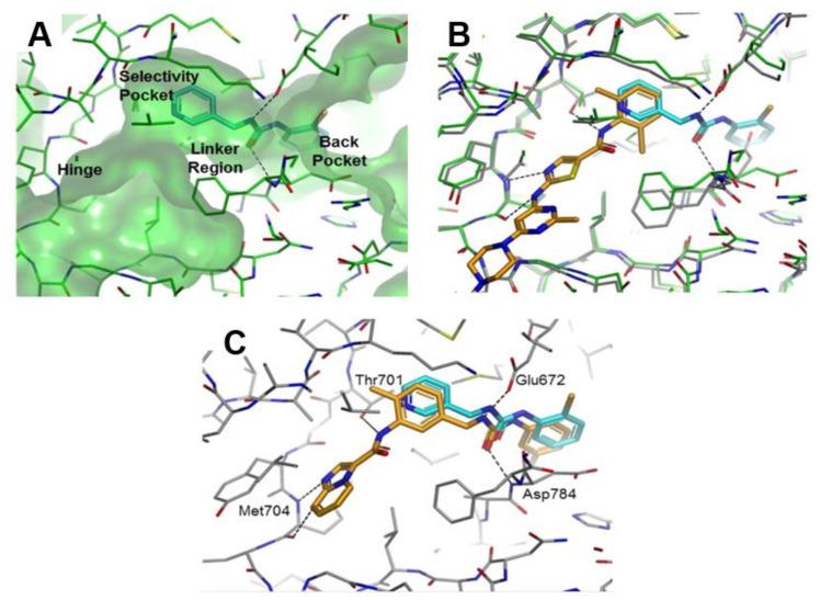 https://cdn.ncbi.nlm.nih.gov/pmc/blobs/fb7d/8235339/ad6991ae1fd0/ijms-22-06535-g012.jpg