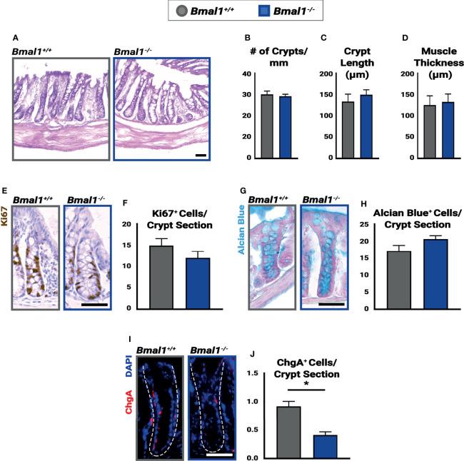 https://cdn.ncbi.nlm.nih.gov/pmc/blobs/fb81/8863668/b2052446eaec/fcimb-12-773413-g001.jpg