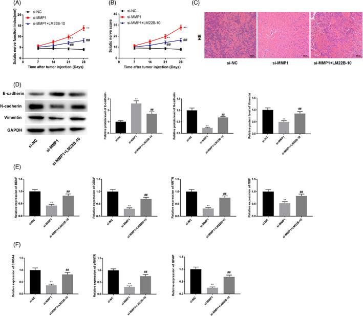 https://cdn.ncbi.nlm.nih.gov/pmc/blobs/fb87/9701873/47c6cecd4fbe/JCLA-36-e24719-g006.jpg