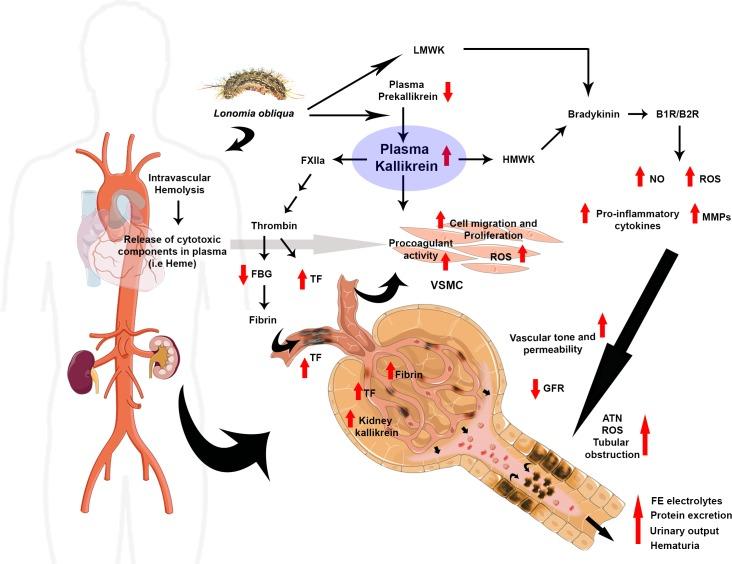 https://cdn.ncbi.nlm.nih.gov/pmc/blobs/fb8b/6392336/beeb8c0ddd8e/pntd.0007197.g009.jpg