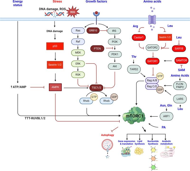 https://cdn.ncbi.nlm.nih.gov/pmc/blobs/fb92/11789495/8499e45a7f8b/109f01.jpg