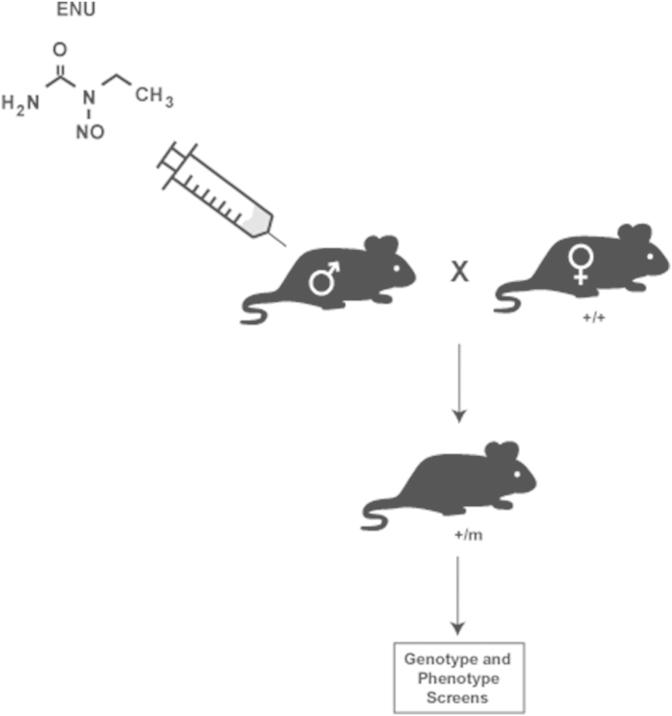 https://cdn.ncbi.nlm.nih.gov/pmc/blobs/fb92/4721536/42e07355aeee/gr3.jpg
