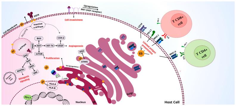 https://cdn.ncbi.nlm.nih.gov/pmc/blobs/fb94/12031384/598b0deceea9/viruses-17-00512-g002.jpg