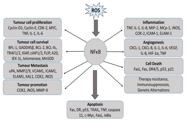 https://cdn.ncbi.nlm.nih.gov/pmc/blobs/fb95/6943569/dc233fcc7467/antioxidants-08-00640-g005.jpg