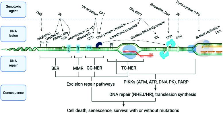 https://cdn.ncbi.nlm.nih.gov/pmc/blobs/fb96/8885165/8a1b5cd64b7e/d0cb00151a-f1.jpg