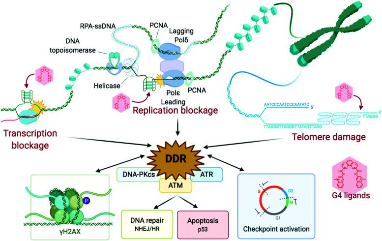 https://cdn.ncbi.nlm.nih.gov/pmc/blobs/fb96/8885165/bfaecea66869/d0cb00151a-f6.jpg
