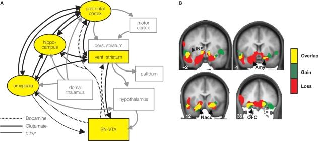 https://cdn.ncbi.nlm.nih.gov/pmc/blobs/fb99/2796919/07d9988534ac/fnins-03-350-g002.jpg