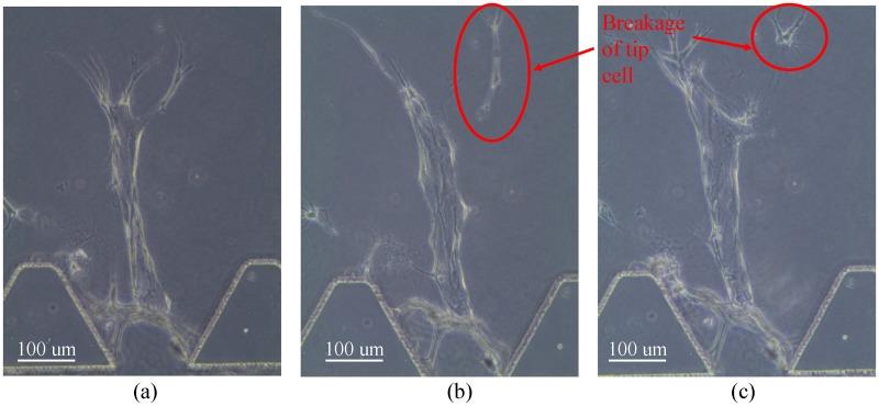 https://cdn.ncbi.nlm.nih.gov/pmc/blobs/fb9f/5685595/08c03d8e13a6/pone.0186465.g002.jpg
