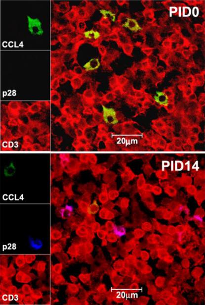 https://cdn.ncbi.nlm.nih.gov/pmc/blobs/fba1/1933601/b84777b5b845/pone.0000726.g003.jpg