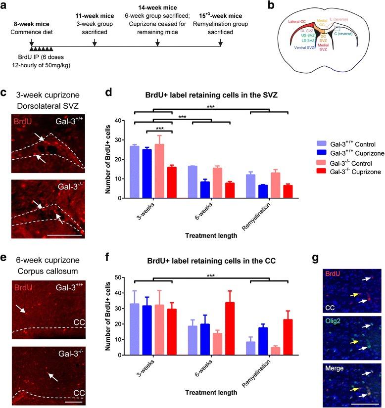 https://cdn.ncbi.nlm.nih.gov/pmc/blobs/fba3/4994223/f97e423d7ef7/12974_2016_651_Fig7_HTML.jpg