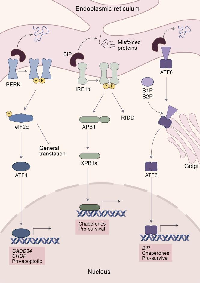 https://cdn.ncbi.nlm.nih.gov/pmc/blobs/fba5/9632622/99e3165ea561/fimmu-13-980680-g001.jpg