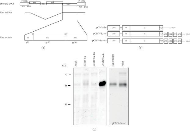 https://cdn.ncbi.nlm.nih.gov/pmc/blobs/fba9/7204138/d6aa64e68891/JO2020-8958192.001.jpg