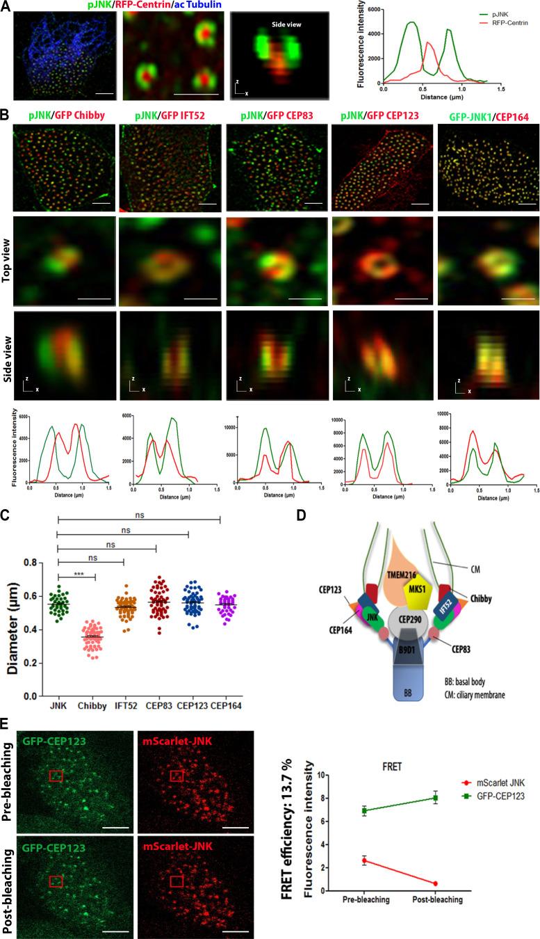 https://cdn.ncbi.nlm.nih.gov/pmc/blobs/fbb4/10585068/107dce1d03df/JCB_202303052_Fig2.jpg
