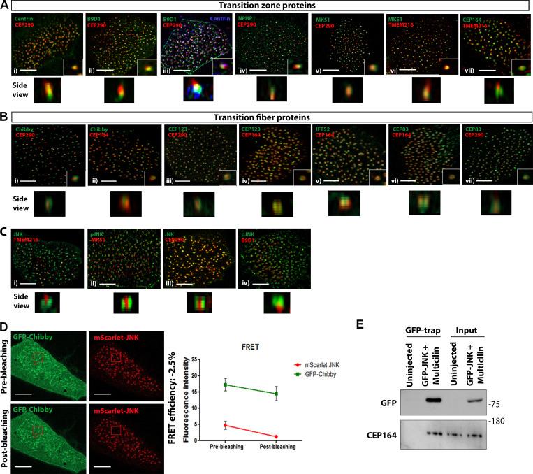 https://cdn.ncbi.nlm.nih.gov/pmc/blobs/fbb4/10585068/1bb19d1948df/JCB_202303052_FigS2.jpg