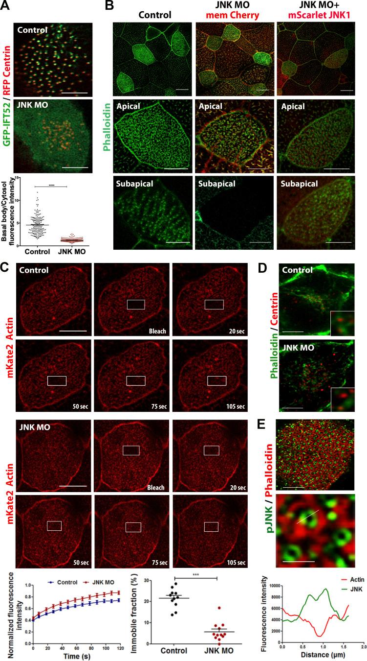 https://cdn.ncbi.nlm.nih.gov/pmc/blobs/fbb4/10585068/444699272e5f/JCB_202303052_Fig4.jpg