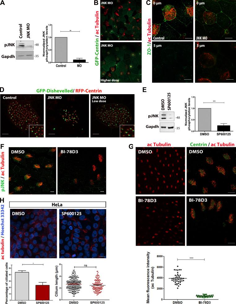 https://cdn.ncbi.nlm.nih.gov/pmc/blobs/fbb4/10585068/5c5b732aa32d/JCB_202303052_FigS3.jpg