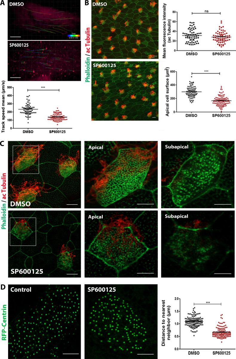 https://cdn.ncbi.nlm.nih.gov/pmc/blobs/fbb4/10585068/7ef901d0109a/JCB_202303052_Fig5.jpg