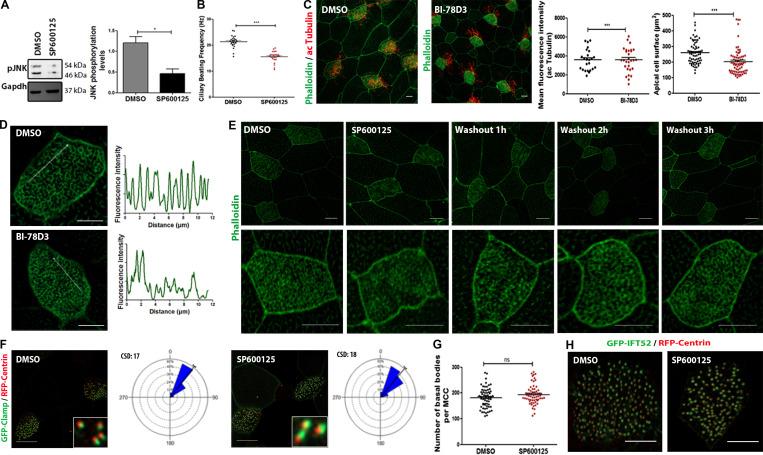 https://cdn.ncbi.nlm.nih.gov/pmc/blobs/fbb4/10585068/9dcd62c3540a/JCB_202303052_FigS5.jpg