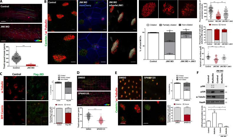 https://cdn.ncbi.nlm.nih.gov/pmc/blobs/fbb4/10585068/a34d4e14ea9c/JCB_202303052_Fig3.jpg