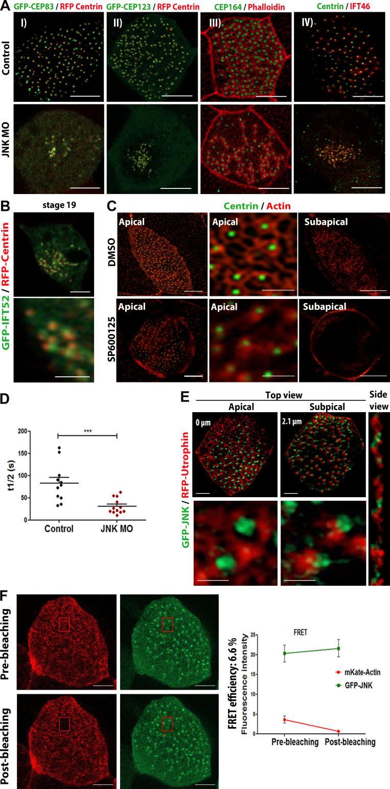 https://cdn.ncbi.nlm.nih.gov/pmc/blobs/fbb4/10585068/a645b5ce272d/JCB_202303052_FigS4.jpg