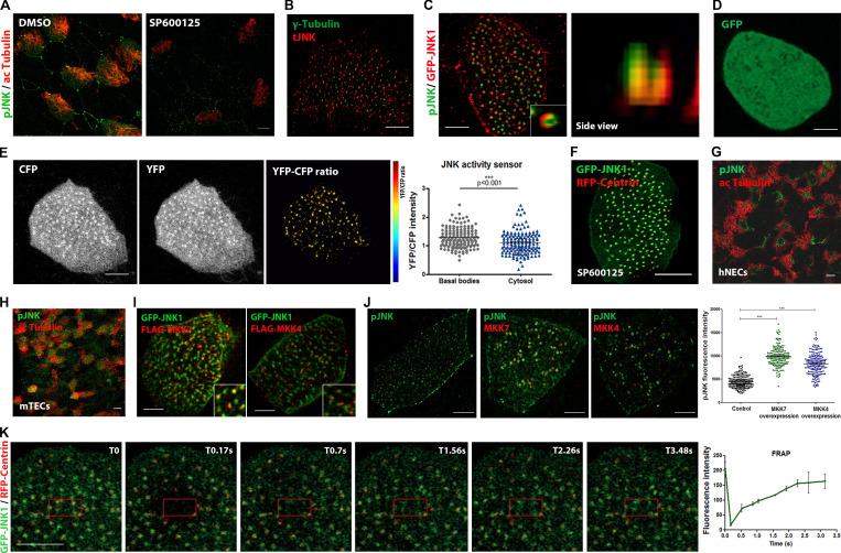 https://cdn.ncbi.nlm.nih.gov/pmc/blobs/fbb4/10585068/c2a391bce981/JCB_202303052_FigS1.jpg