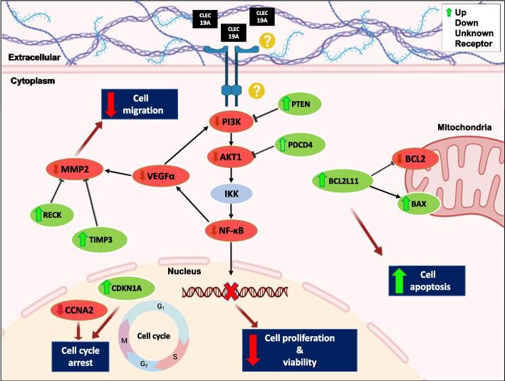 https://cdn.ncbi.nlm.nih.gov/pmc/blobs/fbb7/10763001/34f50f98d1d0/12885_2023_11755_Fig7_HTML.jpg