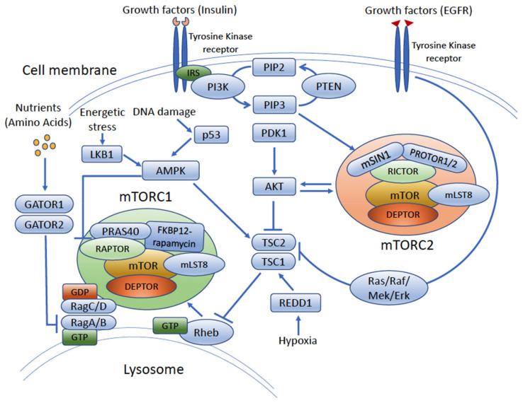 https://cdn.ncbi.nlm.nih.gov/pmc/blobs/fbb8/8946148/c4dc6fa84451/cancers-14-01555-g002.jpg