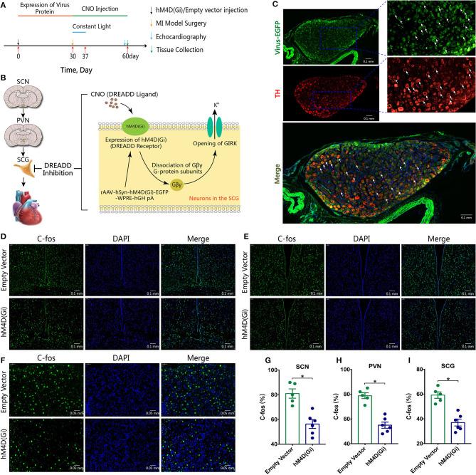 https://cdn.ncbi.nlm.nih.gov/pmc/blobs/fbb9/8032890/73541f18f293/fcvm-08-668387-g0004.jpg