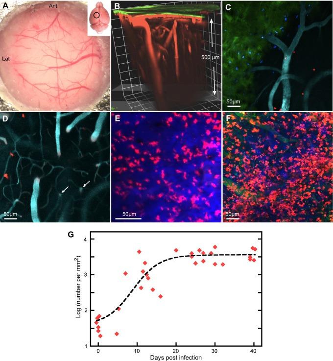 https://cdn.ncbi.nlm.nih.gov/pmc/blobs/fbbc/4400075/008d8f5f6823/pntd.0003714.g001.jpg