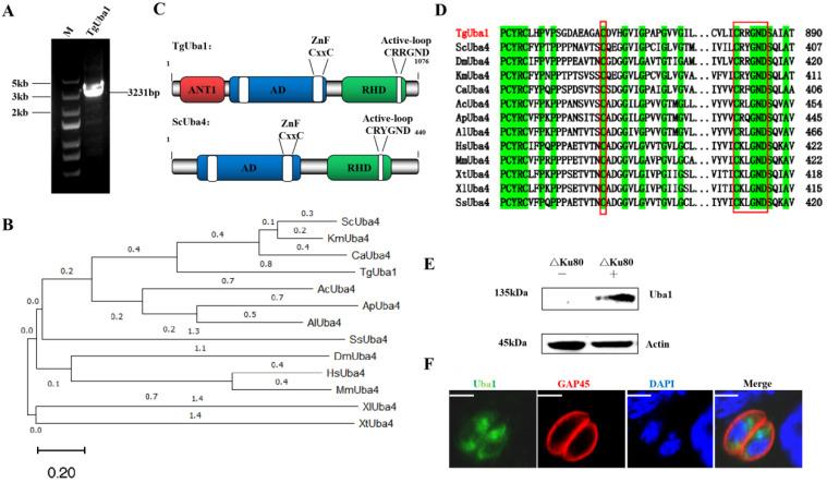 https://cdn.ncbi.nlm.nih.gov/pmc/blobs/fbbf/9499322/916cc6eccee5/ijms-23-10298-g001.jpg
