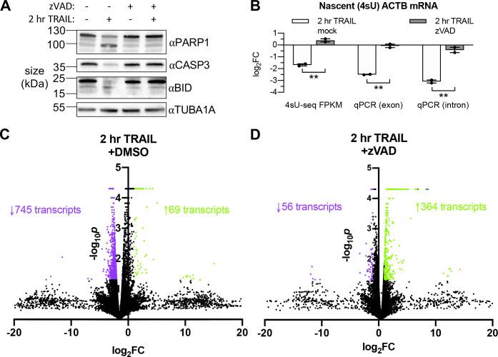 https://cdn.ncbi.nlm.nih.gov/pmc/blobs/fbc0/8192121/2c4304d4b444/elife-58342-fig2-figsupp1.jpg
