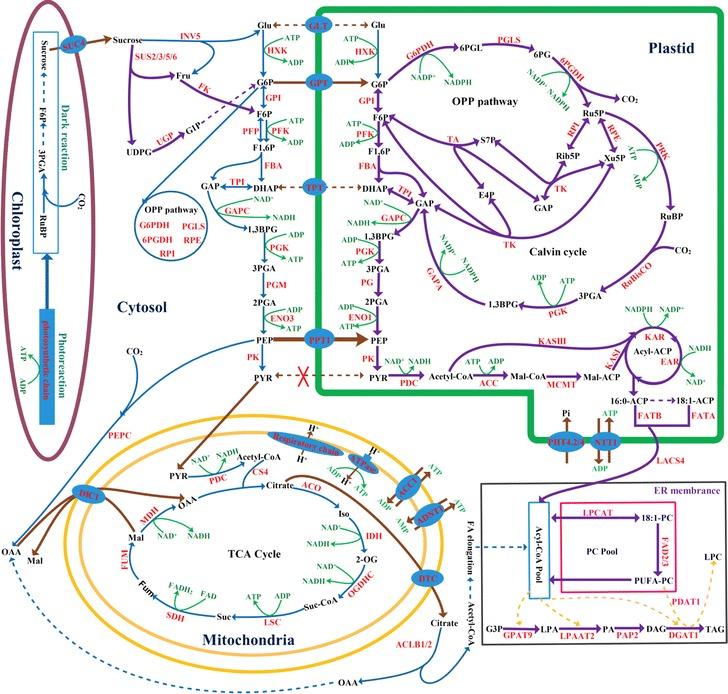 https://cdn.ncbi.nlm.nih.gov/pmc/blobs/fbc3/5445305/3511b205906c/13068_2017_820_Fig7_HTML.jpg