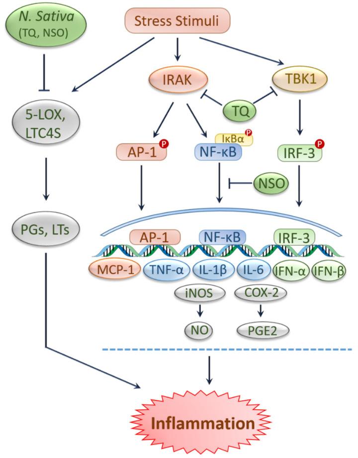 https://cdn.ncbi.nlm.nih.gov/pmc/blobs/fbc4/8396533/165f4d9aba2c/ijms-22-09078-g002.jpg