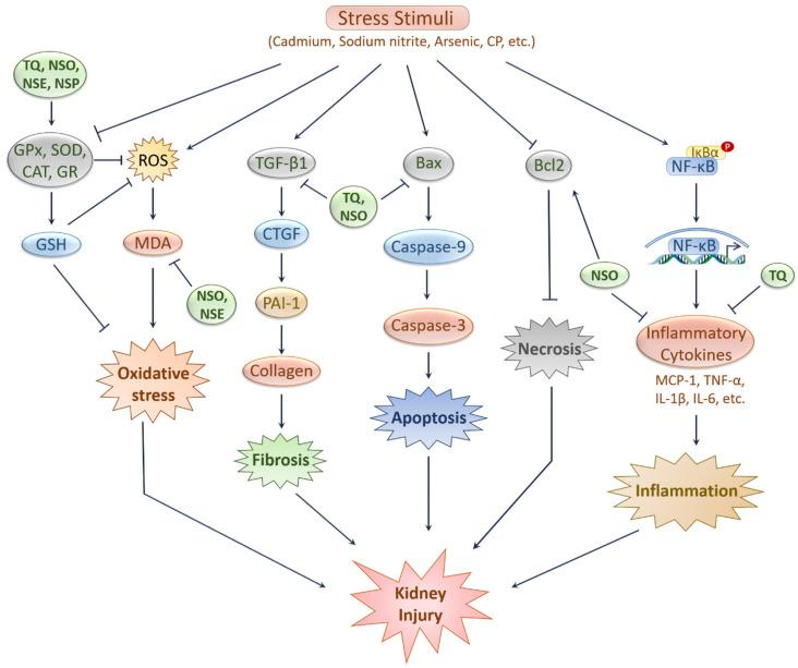 https://cdn.ncbi.nlm.nih.gov/pmc/blobs/fbc4/8396533/dd24582574f7/ijms-22-09078-g003.jpg