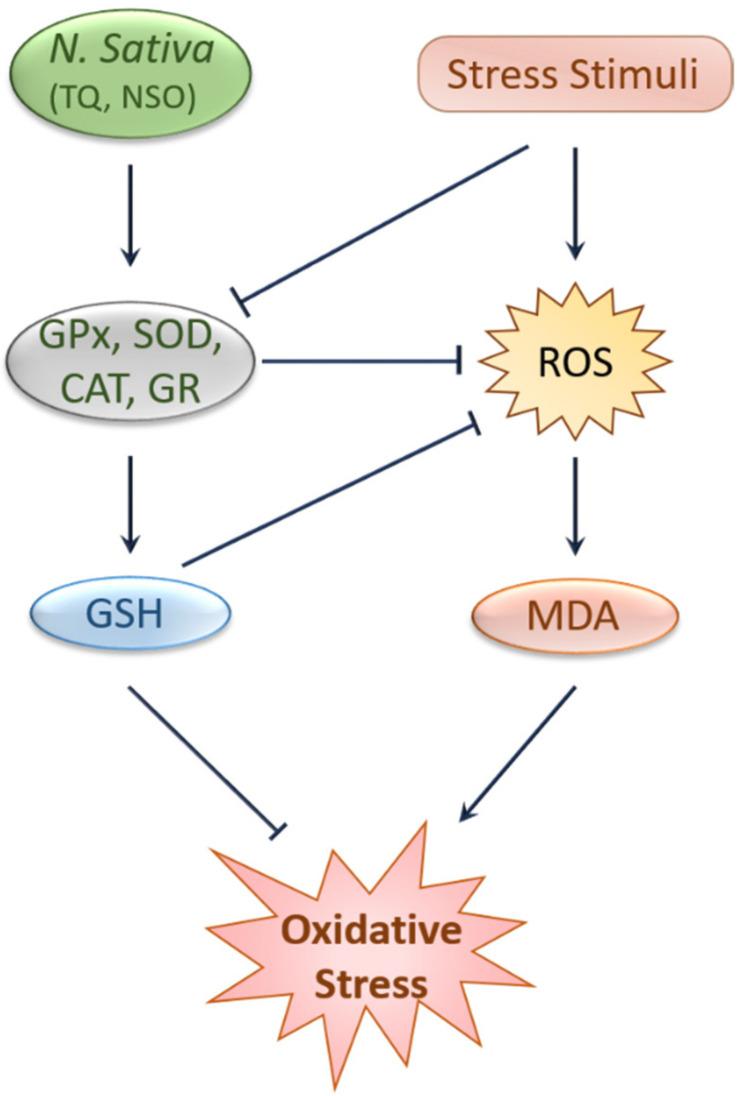 https://cdn.ncbi.nlm.nih.gov/pmc/blobs/fbc4/8396533/fbfe7c4a68d2/ijms-22-09078-g001.jpg