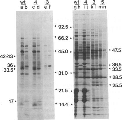 https://cdn.ncbi.nlm.nih.gov/pmc/blobs/fbc5/286822/08728c3abff1/pnas00246-0221-a.jpg