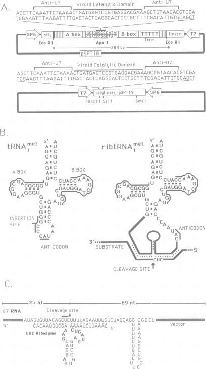 https://cdn.ncbi.nlm.nih.gov/pmc/blobs/fbc8/402074/178bfae1a063/emboj00136-0311-a.jpg