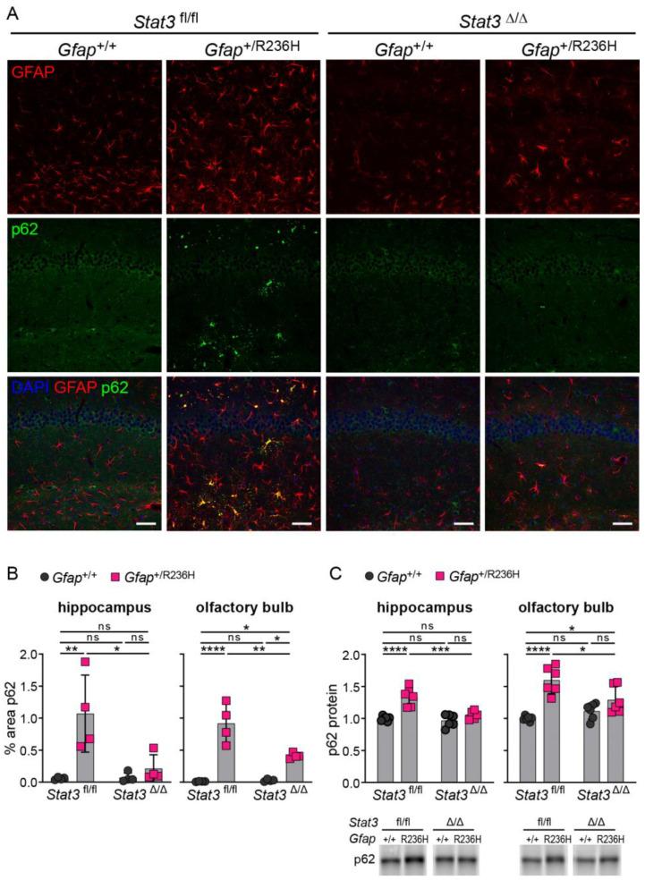 https://cdn.ncbi.nlm.nih.gov/pmc/blobs/fbcb/10093589/3336cc9668d1/cells-12-00978-g008.jpg