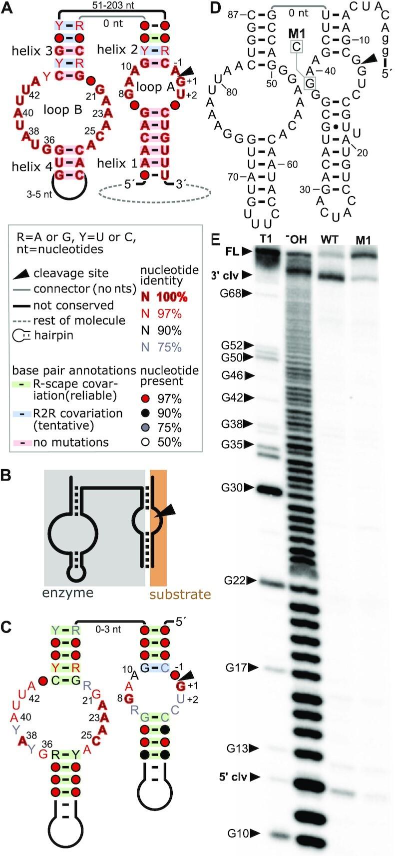 https://cdn.ncbi.nlm.nih.gov/pmc/blobs/fbcb/8216279/238ccb6491ff/gkab454fig1.jpg