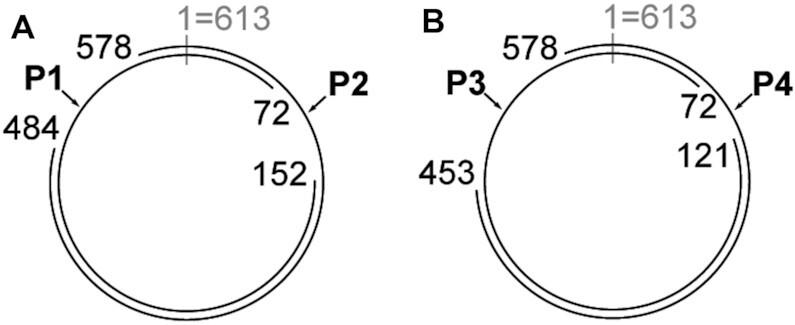 https://cdn.ncbi.nlm.nih.gov/pmc/blobs/fbcb/8216279/269da92ae144/gkab454fig4.jpg