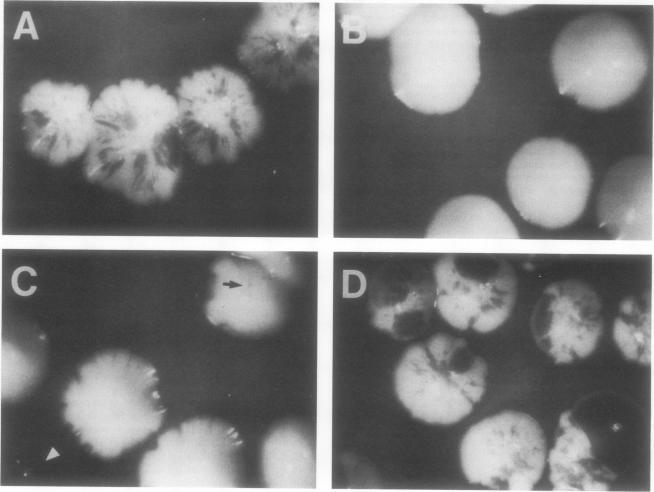 https://cdn.ncbi.nlm.nih.gov/pmc/blobs/fbcd/369547/df95d268828e/molcellb00167-0272-a.jpg
