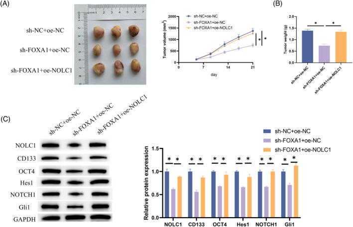 https://cdn.ncbi.nlm.nih.gov/pmc/blobs/fbd3/12117913/8adcd2980200/KJM2-41-e12930-g004.jpg