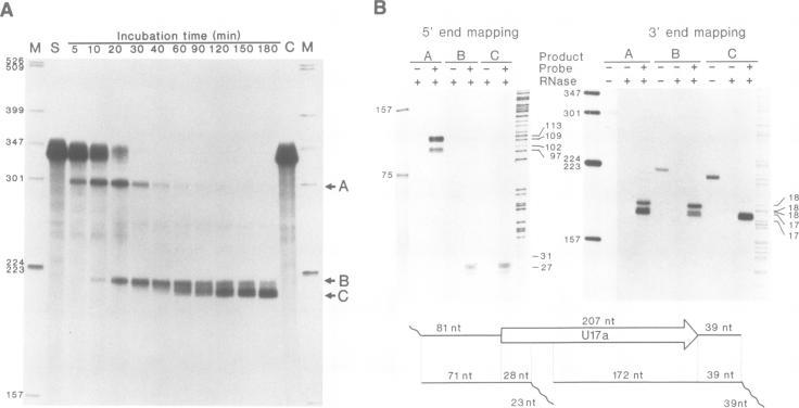 https://cdn.ncbi.nlm.nih.gov/pmc/blobs/fbd4/413544/306a956988c4/emboj00079-0327-a.jpg