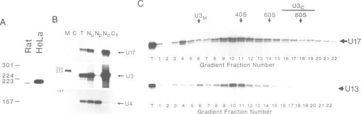 https://cdn.ncbi.nlm.nih.gov/pmc/blobs/fbd4/413544/df9e60b74ef3/emboj00079-0328-b.jpg