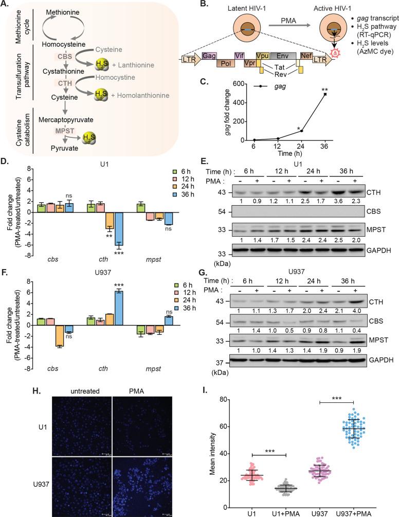 https://cdn.ncbi.nlm.nih.gov/pmc/blobs/fbd4/8660018/91443f873e70/elife-68487-fig1.jpg